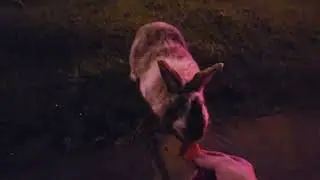 George Rabbit has been located! He gets a good meal for the evening.