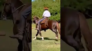 DOMA GA&Uacute;CHA  #geneticacrioula #horse #abccc #freiodeouro #cavalocrioulo #cavalo #caballo