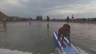 Adorable surfing dogs in California | FOX 5 News