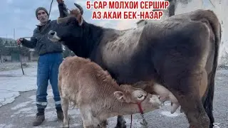 5-САР МОЛҲОИ СЕРШИР АЗ АКАИ БЕК-НАЗАР 19 января 2026 г.