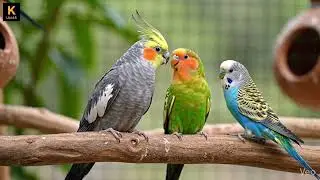 ​🦜 Social Cockatiels Playing in a Tropical Flower Paradise! | Beautiful Parrots Interacting in green