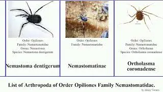 List of Arthropoda of Order Opiliones Family Nemastomatidae. ortholasma colossus mirabile Busy