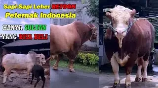 REVIEW Kelas MONSTER 1 TON UP ASLI PETERNAK LOKAL! KALO GAK ADA UANG GAK USA KOMEN!