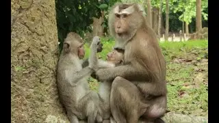 Ho,ho what Have Cara Monkey Doing !Baby Button Monkey And Brisco