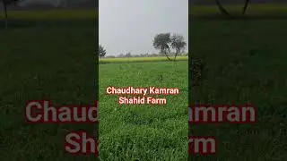 #chaudharykamranshahidfarm #buffalo #cow #trending #pet #farming #poultryfarming #viralvideo #goat