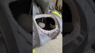 Sock the Cat: Tunnel Defender vs. The Break-In Toy! #SockTheCat #StrangeDR #sockandmeow #trending