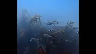 SCDiving | Scuba Diving Butterfly Beach, Montecito, Ca - Divemaster Led Tour Dive