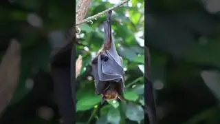 The Flying Foxes | Megabats #bats #short #animals #nature