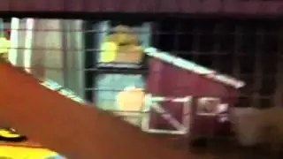 Barnstormer at Dollywood (At Night)