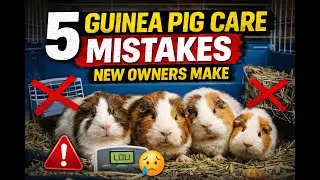 5 Guinea Pig Care Mistakes New Owners Make