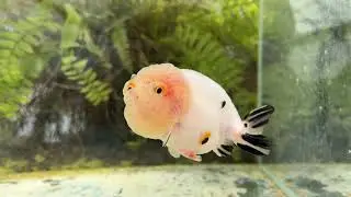 20313 Tri-color Yuanbao Ranchu 