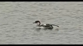 Nonnetje (Mergellus albellus Female) De Gavers Harelbeke