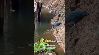 Burung Cerdik! Mancing Ikan Pakai Jamur di Pinggir Sungai, Pintar Banget #birds #burung #ikan #short