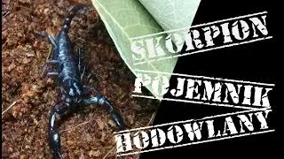 Skorpion Heterometrus petersii - pojemnik hodowlany