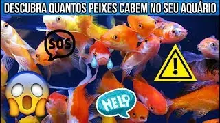 Descubra Quantos Peixes cabem no Seu Aquário