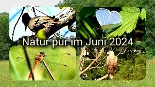 Schmetterlinge, Libellen, Vögel & Co. Naturfilm im Juni 2024