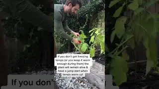 Growing Eggplant As A Perennial? It&rsquo;s called overwintering, here&rsquo;s how 🍆👨&zwj;🌾