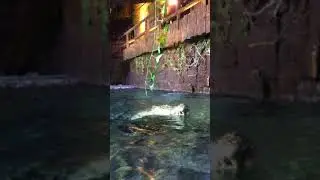 Emaar Square Mall Akvaryum tuzlu su timsahı beslenme saati @merveveataerk