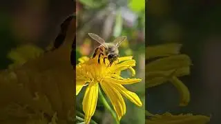 Nature shots # 1 - shot on Samsung S23 #shorts #insects #samsungs23