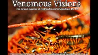 Venomous Visions unboxing