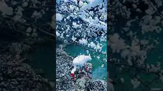Little Egret Bird | White Egret Bird #Shorts