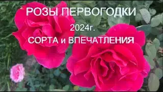 РОЗЫ ПЕРВОГОДКИ 2024г. | Описание сорта, мои впечатления и фавориты | Розы первого года посадки