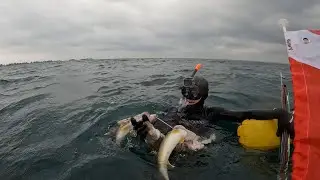 Underwater Spearfishing Tawas Bay for Walleye | Michigan Spearfishing
