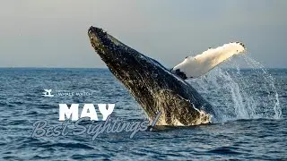 San Diego Whale Watching May 2025 Best Sightings