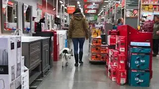 Zeke Boarder Collie - Dog Training Bend