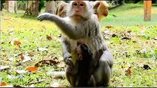 Stop..Stop ! So Hungry Why Mom Weaning Me.! Pity Poor Baby Jinx Cry Temper Angry Mom Stop Her Milk,