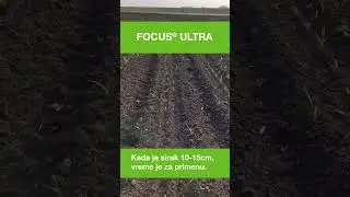 Kada je sirak 10-15cm, vreme je za primenu. FOCUS&reg; ULTRA 🌽  #basf #poljoprivreda #kukuruz