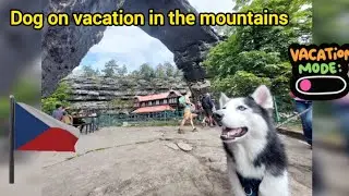 Husky Dog vs. Rocky Mountains 🐶🇨🇿🏔
