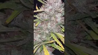 Lemon Mandarin de 42FB | &Uacute;ltima Semana de Cultivo Exterior 2025 #shorts #cannabiseducation