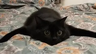 He Looks Calm&hellip; But This CAT FIGHTS in His SLEEP