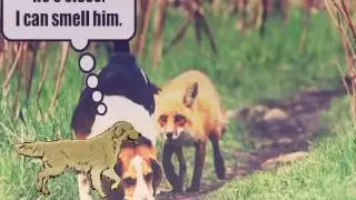 squeaky fox
