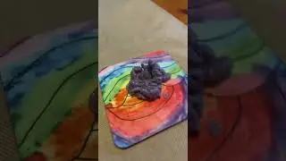 wax vs water