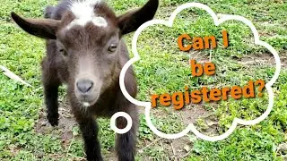 What is a Certificate of Identification vs a Registration for Nigerian Dwarf Goats???