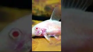 Cory Dora facts #fish #corydoras #facts #fyp
