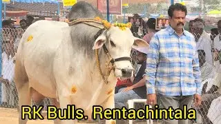 రెంటచింతల జూనియర్స్ 4జత. RK Bulls అత్తోట శిరీష చౌదరి శివకృష్ణ చౌదరి గారు వేటపాలెం గ్రామం