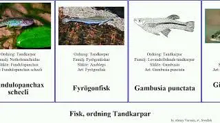 Fisk, ordning Tandkarpar cyprinodon fish elegans obscura occidentalis parva lateralis punctata