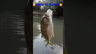🔥Ternyata di Air Tawar Ada Baby GT🐟mancing ikan🔥#shorts #youtube