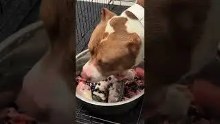 Feeding an athletic dog