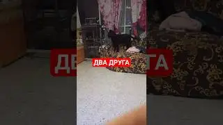 два друга #смешныепопугаиговорящие #попугай #животные #собака #домашниеживотные