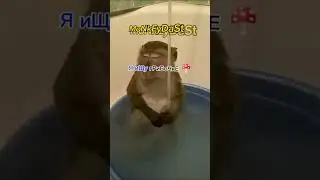 #monkey #popular #бибизяны #популярное @Monkeydast228