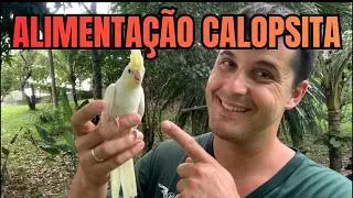 O QUE DAR PRA CALOPSITA COMER