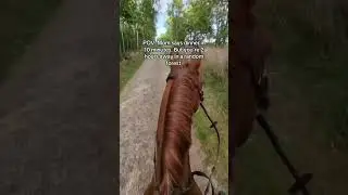 RUN! 🔥  #horse #horses #pony #rider #riding #equestrian #horseriding #cheval #pferde #hest #funny