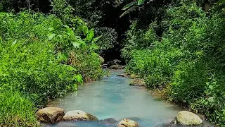 Tranquil Forest Stream Flowing Gently Under Trees &ndash; Soothing Water Sounds for Sleep