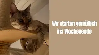Sch&ouml;nes Wochenende #katzenaufyoutube #bengalkatze #katze #katzenvideos #katzen