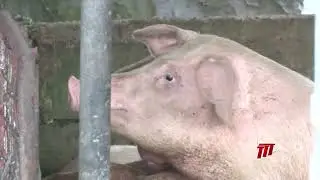 Agriculture Ministry Completes Humane Culling Of PRRS-Affected Pigs, Farmers Urged To Stay Vigilant