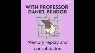 Episode 8: Daniel Bendor: Memory Replay and Consolidation in Rodents